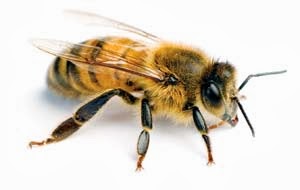 The "Worker Bee"